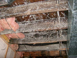 a basement ceiling filled with mold in a maple grove home